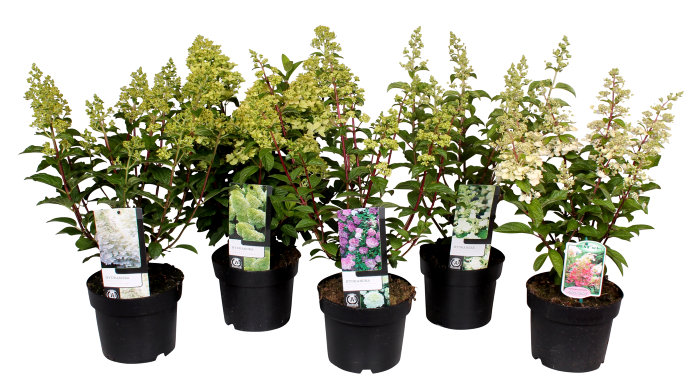 Syrinhortensia 19 cm potte